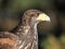 Bird of prey adult Red Kite watching Milvus Milvus