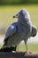 Bird of prey. African harrier hawk standing. Magnificent nature