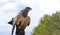 Bird of prey Aguja sitting on a falconer glove