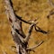 Bird of prey - Australian kestrel