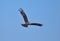 Bird of prey Black kite or Pariah kite Scientific name Milvus migrans. Falcon flying in the sky