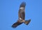 Bird of prey Black kite or Pariah kite Scientific name Milvus migrans. Falcon flying in the sky