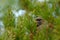 Bird of prey Common Buzzard, Buteo buteo, hidden in coniferous pine tree branch. Bird hidden in the tree in dark forest. Wildlife