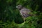 Bird of prey Common Buzzard, Buteo buteo, sitting on coniferous spruce tree branch. Bird hidden in the tree in dark forest.