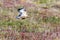 Bird of prey Common Buzzard flies over the bow