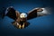 Bird of prey eagle in dynamic flight set against blue