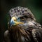 Bird of prey eagle, hawk, kite portrait close-up, wild predator