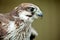 Bird of prey falcon close up