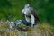 Bird of prey Goshawk kill Eurasian Magpie on the grass in green forest