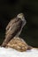 Bird of prey Goshawk kill hare and sitting on the snow meadow with open wings, blurred dark forest in background