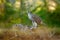 Bird of prey Goshawk with killed Eurasian Magpie on the grass in green forest. Animal behaviour in the habitat, wildlife nature.