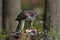 Bird of prey Goshawk tears on the common pheasant pieces