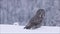 Bird of prey Great Grey Owl Strix nebulosa standing on a thick snow on a harsh wintery day in Finnish taiga forest