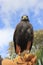 BIRD OF PREY HARRIS HAWK