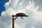 Bird of Prey Hawk\'s Falcon\'s Erected Man Made Nest on a Pole