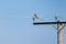 Bird of prey Kestrel Falco tinnunculus perched on a telegraph wire