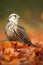 Bird of prey Lanner Falcon with with orange leaves branch in autumn forest