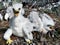 Bird of prey nestlings