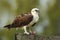 Bird of prey Osprey, Pandion haliaetus, feeding catch fish, Belize