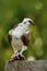 Bird of prey Osprey, Pandion haliaetus, feeding catch fish, Belize