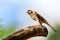 Bird of prey perching on a branch. Common Kestrel Falco tinnunculus