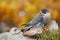 Bird of prey Peregrine Falcon, Falco peregrinus, with kill Common Pheasant on stone. Orange autumn forest in the background.