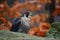 Bird of prey Peregrine Falcon sitting on the stone with orange autumn forest in background