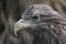 Bird of prey. Portrait of an eagle.