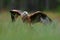 Bird of prey Red kite, Milvus milvus, landing in the green marsh grass, with open wings, forest in the background