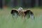 Bird of prey Red kite, Milvus milvus, landing in the green marsh grass, with open wingspan, forest in the background