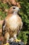 Bird of prey red-tailed hawk known in the United States as chick