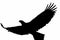 Bird of prey silhouette