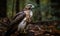 a bird of prey sitting on the ground in a forest with leaves and a tree in the backgroup of the picture, with a blurry background