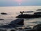 Bird of prey soars over the cliff into the sea at sunset