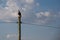 Bird of prey from southern Latin America perched on electric power pole