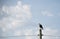 Bird of prey from southern Latin America perched on electric power pole