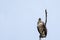 Bird of prey in Surinam