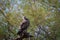 Bird of prey Tawny eagle or Aquila rapax portrait in a green background at tal chappar