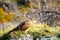 Bird of prey at Torres Del Paine