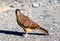 Bird of prey at Torres Del Paine