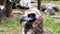 bird of prey vulture griffon vulture turns its head in the zoo Moscow Russia