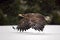 Bird of prey White-tailed Eagle flying in the snow storm with snow flake during winter