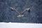 Bird of prey White-tailed Eagle, Haliaeetus albicilla, flying with snow flake, dark forest in background. Eagle with snowflake. Wi