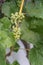 Bird protection net in front of grapes - close-up