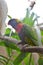 Bird public performance at Jungle Park in Tenerife island