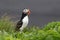 Bird Puffin