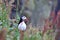 Bird puffin in the grass iceland