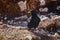 bird Pyrrhocorax graculus stands calmly on a rock against the backdrop of beautiful views of the Dolomites