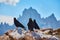 bird Pyrrhocorax graculus stands calmly on a rock against the backdrop of beautiful views of the Dolomites