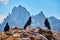 bird Pyrrhocorax graculus stands calmly on a rock against the backdrop of beautiful views of the Dolomites